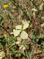 Raphanus raphanistrum