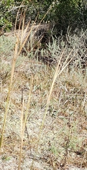 Andropogon gyrans