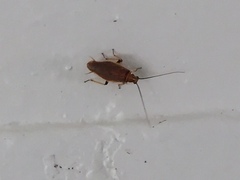 Balta bicolor
