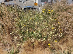 Raphanus raphanistrum