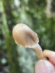 Psathyrella microrhiza
