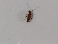 Balta bicolor