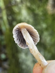 Psathyrella microrhiza