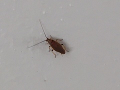 Balta bicolor