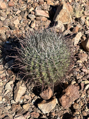 Ferocactus cylindraceus