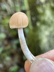 Psathyrella microrhiza