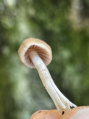 Psathyrella microrhiza