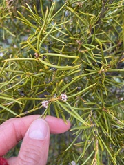 Orites acicularis