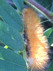 Spilosoma virginica