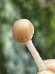 Psathyrella microrhiza