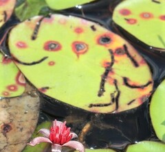 Polypedilum braseniae