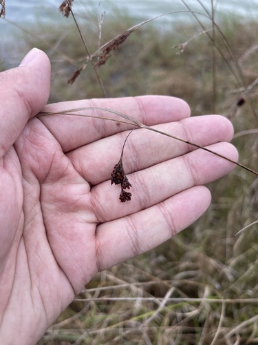 Image of Rhynchospora microcarpa by (c) Brandon Corder, some rights reserved (CC BY)