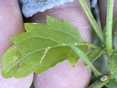 Scrophularia parviflora
