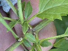Scrophularia parviflora