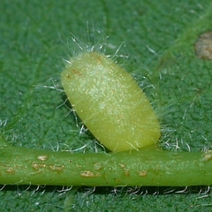 Celticecis pyriformis