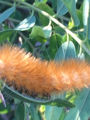 Spilosoma virginica