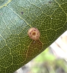 Dryocosmus minusculus