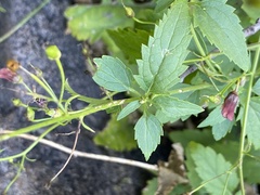 Scrophularia parviflora