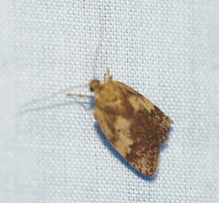 Oligoloba severa