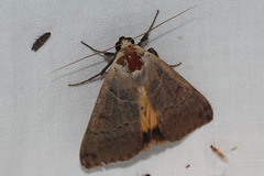 Ophiusa disjungens