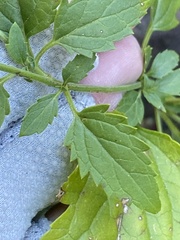 Scrophularia parviflora