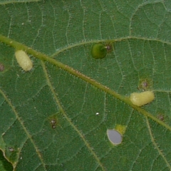 Celticecis pyriformis