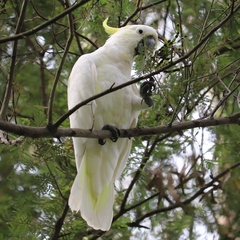 Cacatua galerita galerita