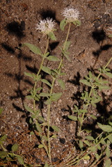 Monardella odoratissima pallida