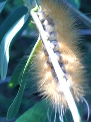 Spilosoma virginica