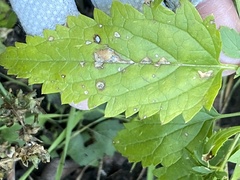 Scrophularia parviflora