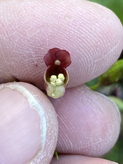 Scrophularia parviflora