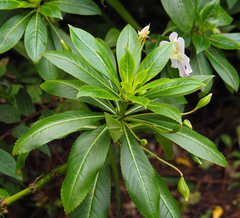 Impatiens sodenii