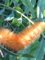 Spilosoma virginica