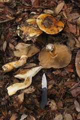 Cortinarius ponderosus