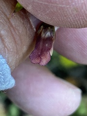 Scrophularia parviflora