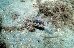 Dactylopus dactylopus