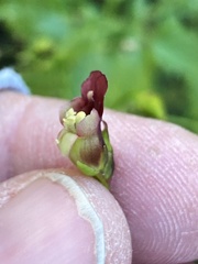 Scrophularia parviflora