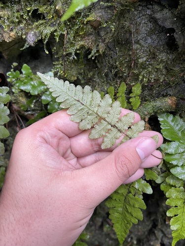 Image of Goniopteris reptans by (c) Brandon Corder, some rights reserved (CC BY)