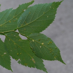 Celticecis pyriformis