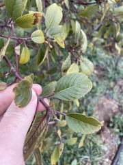 Frangula californica tomentella