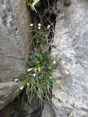 Cardamine dimidia
