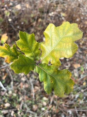 Quercus kelloggii