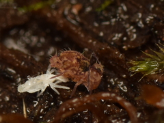 Ptenothrix beta