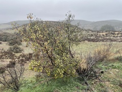 Frangula californica tomentella