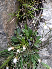 Cardamine dimidia