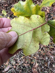 Quercus kelloggii