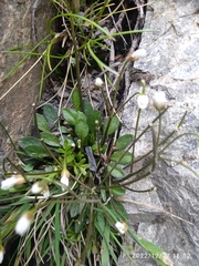 Cardamine dimidia