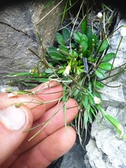 Cardamine dimidia