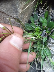 Cardamine dimidia