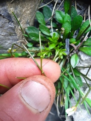 Cardamine dimidia